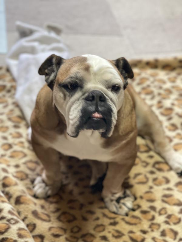 ぶるお記事画像