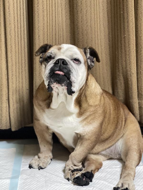 ぶるお記事画像