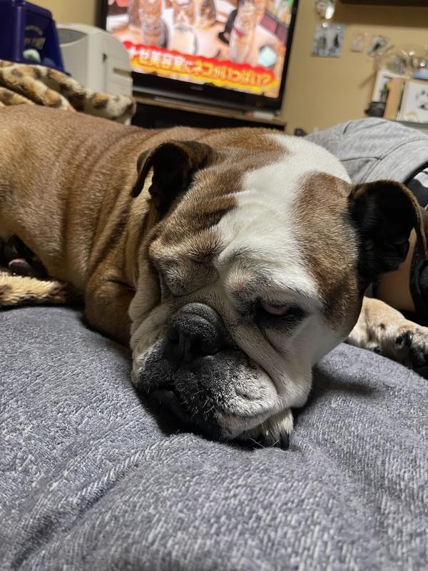 ぶるお記事画像