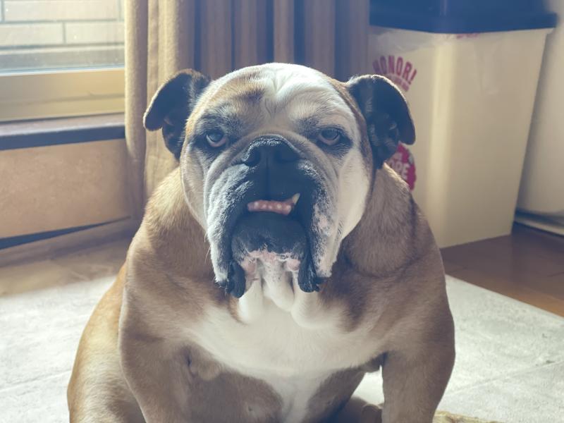 ぶるお記事画像