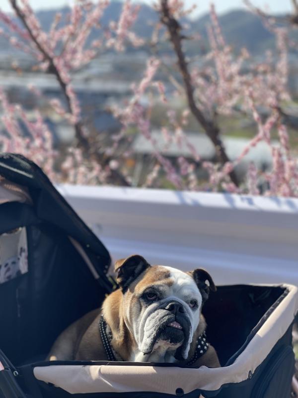 ぶるお記事画像