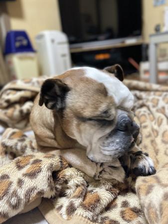 ぶるお記事画像