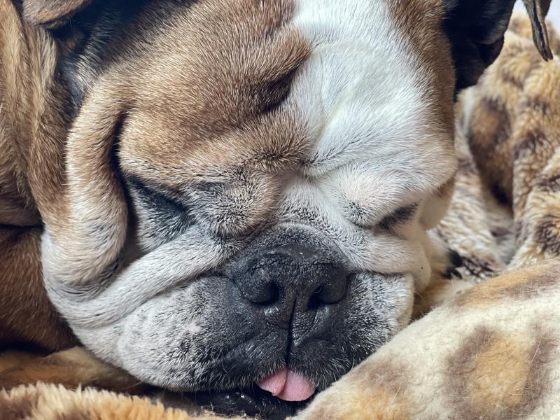 ぶるお記事画像