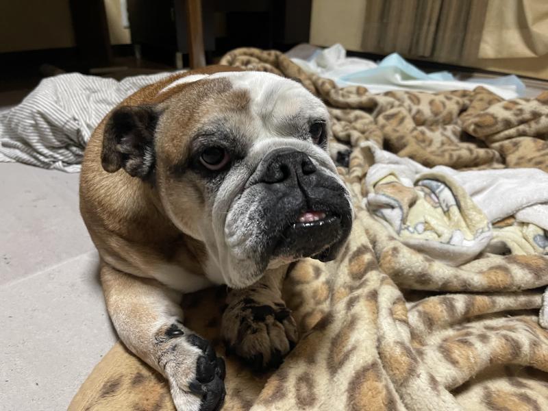 ぶるお記事画像