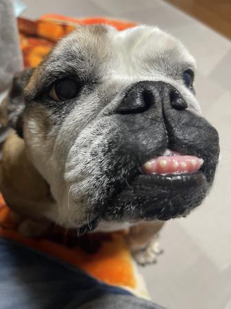 ぶるお記事画像