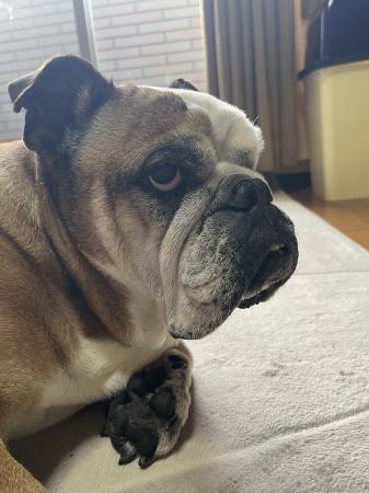 ぶるお記事画像