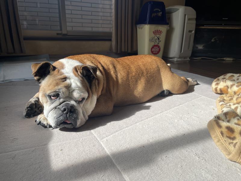 ぶるお記事画像