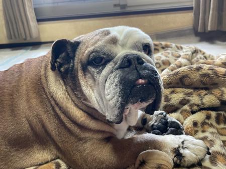 ぶるお記事画像