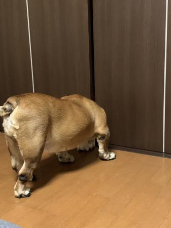 ぶるお記事画像