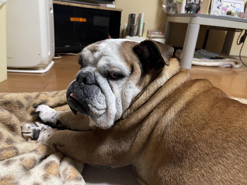 ぶるお記事画像