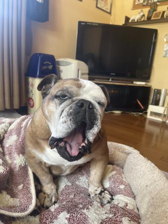 ぶるお記事画像