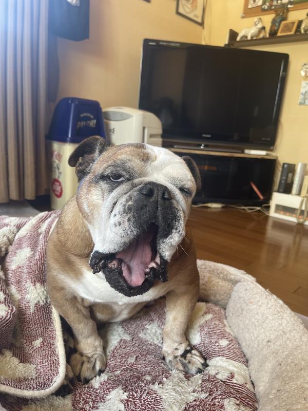 ぶるお記事画像