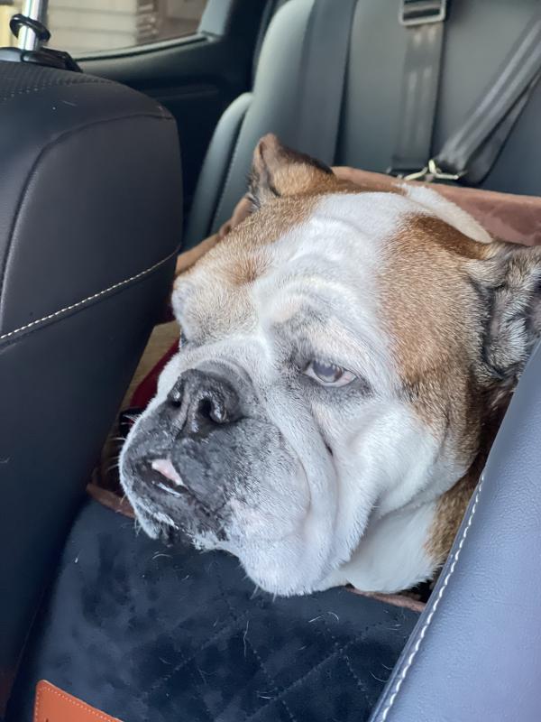 ぶるお記事画像