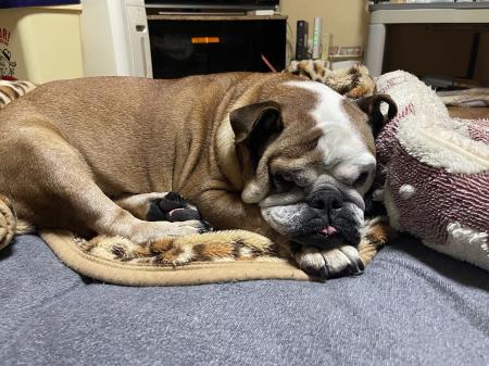 ぶるお記事画像