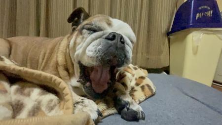 ぶるお記事画像