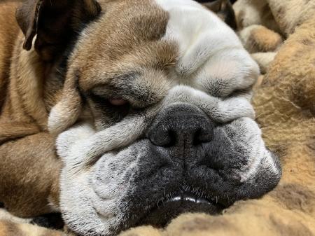 ぶるお記事画像