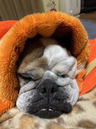 ぶるお記事画像