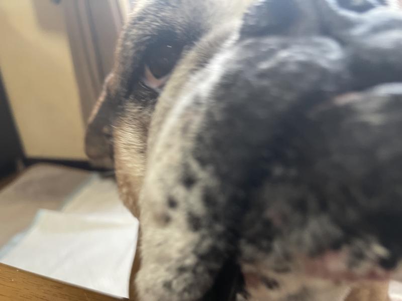 ぶるお記事画像