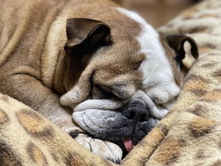 ぶるお記事画像