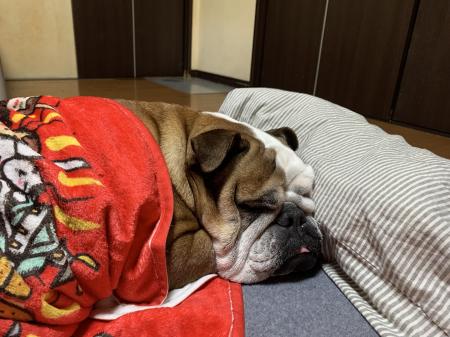 ぶるお記事画像