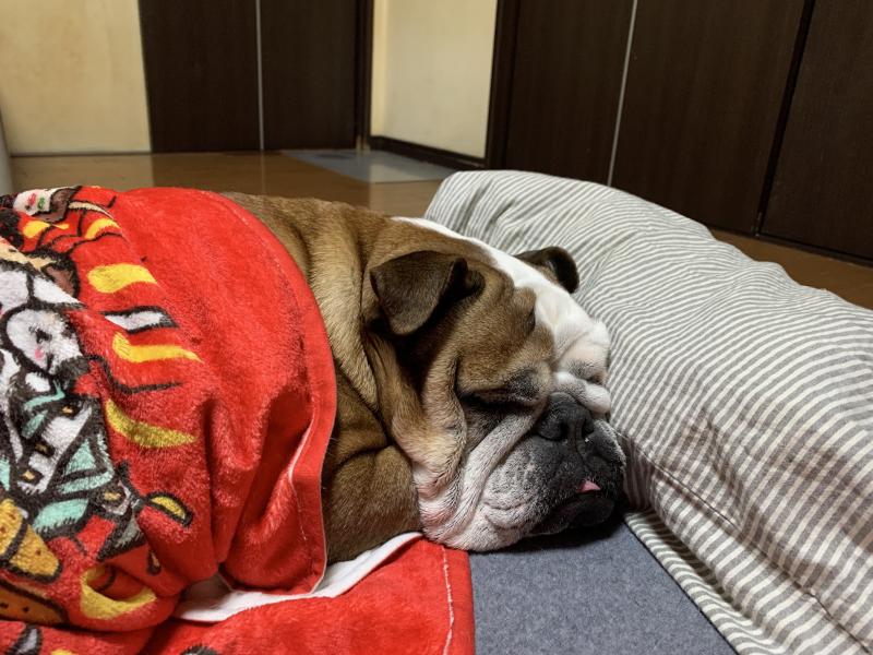 ぶるお記事画像