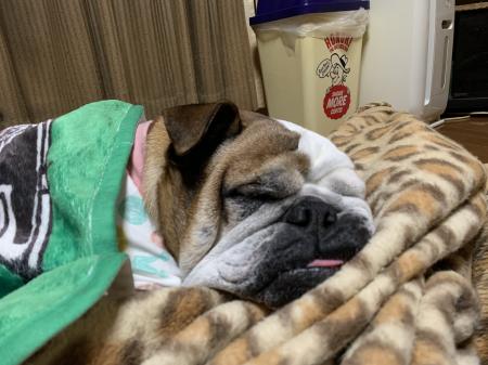 ぶるお記事画像