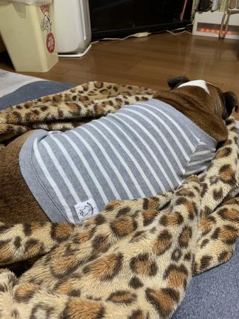 ぶるお記事画像