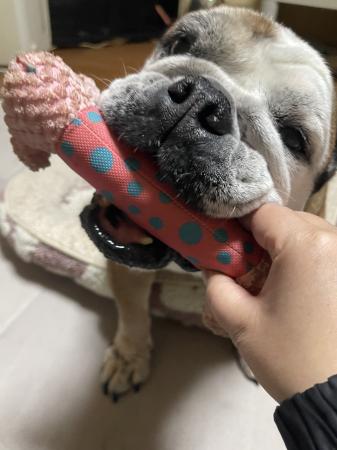 ぶるお記事画像