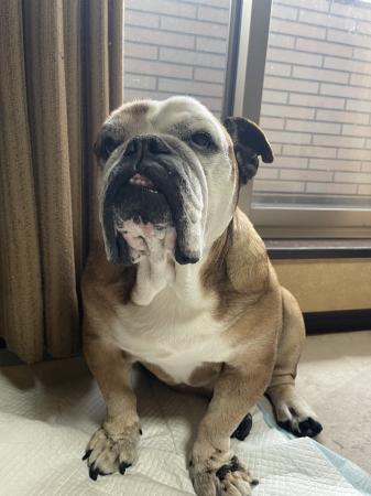 ぶるお記事画像