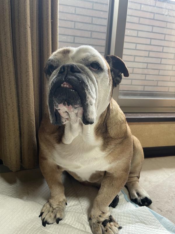 ぶるお記事画像