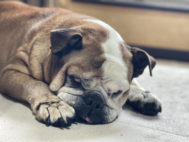 ぶるお記事画像