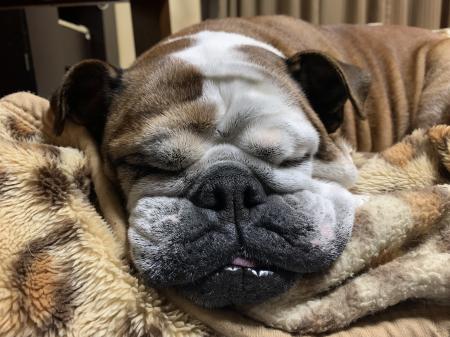 ぶるお記事画像