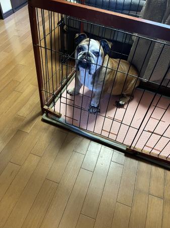 ぶるお記事画像