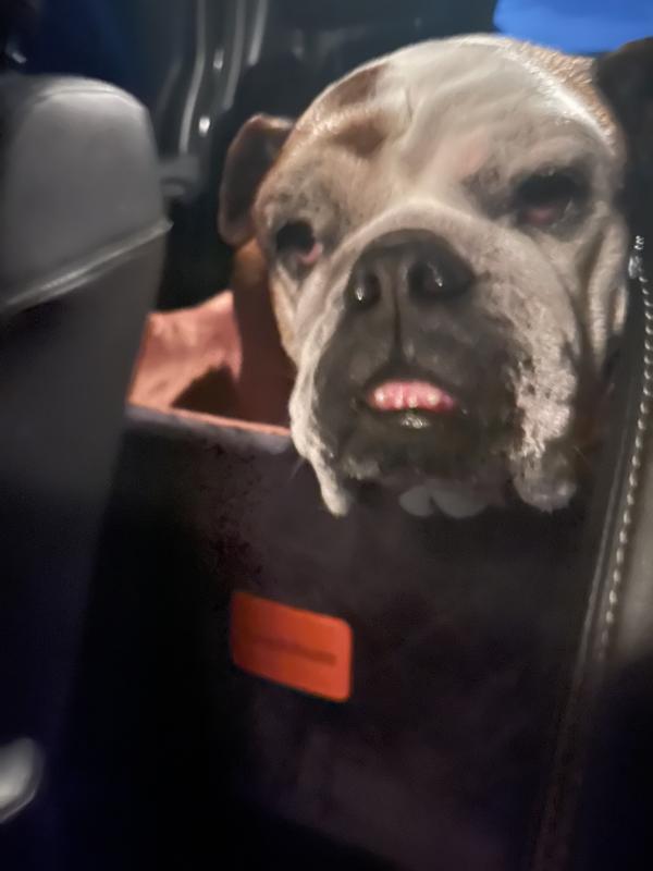 ぶるお記事画像