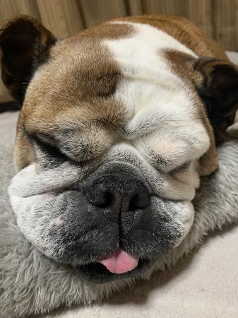 ぶるお記事画像