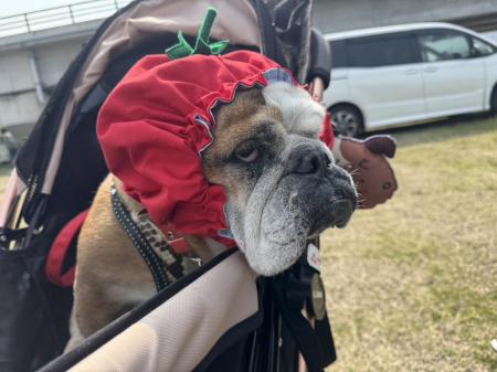 ぶるお記事画像