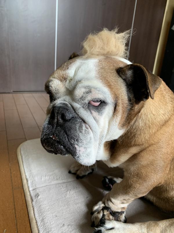 ぶるお記事画像