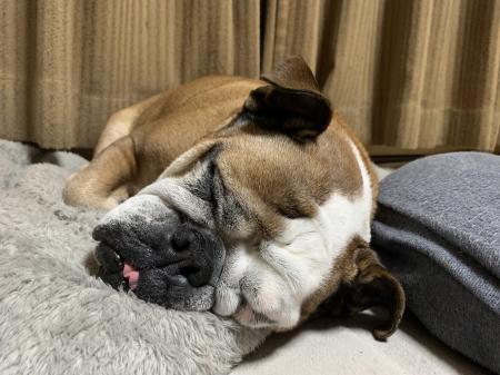 ぶるお記事画像