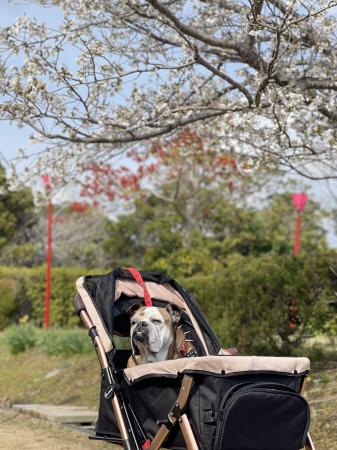 ぶるお記事画像