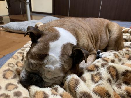 ぶるお記事画像