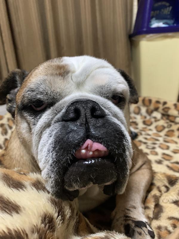 ぶるお記事画像