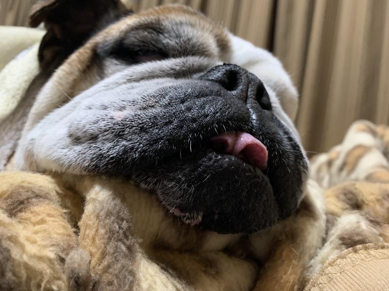 ぶるお記事画像