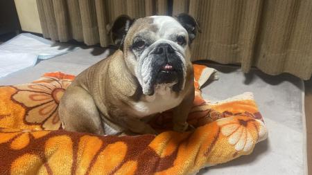 ぶるお記事画像