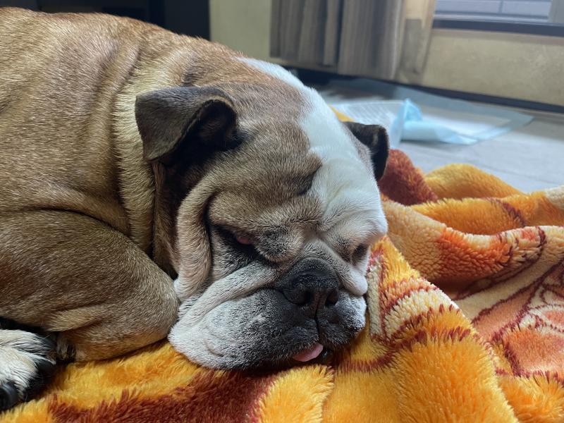 ぶるお記事画像