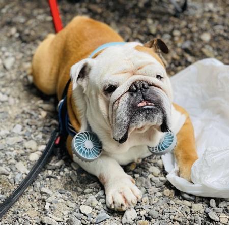 ぶるお記事画像