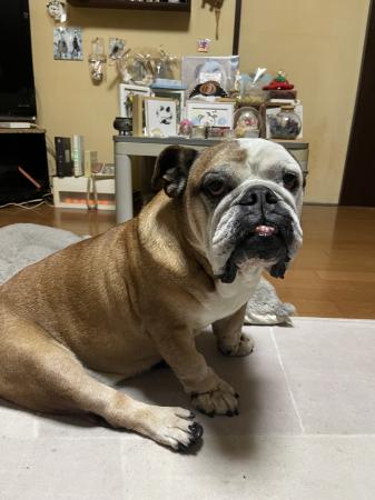 ぶるお記事画像