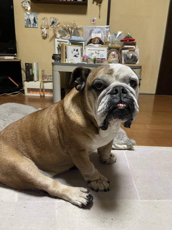 ぶるお記事画像