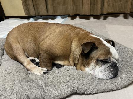 ぶるお記事画像