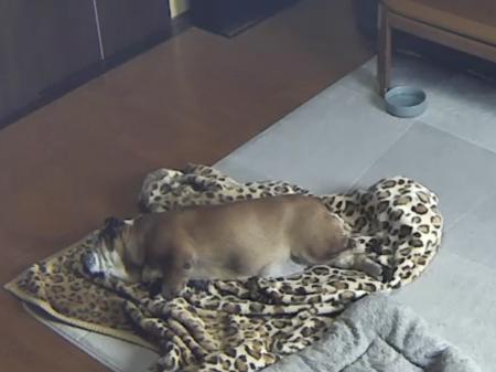 ぶるお記事画像