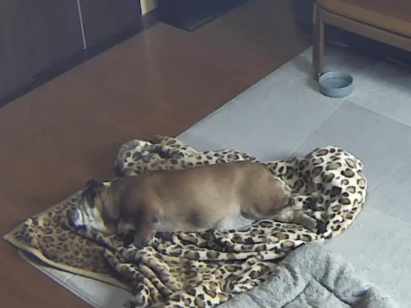 ぶるお記事画像